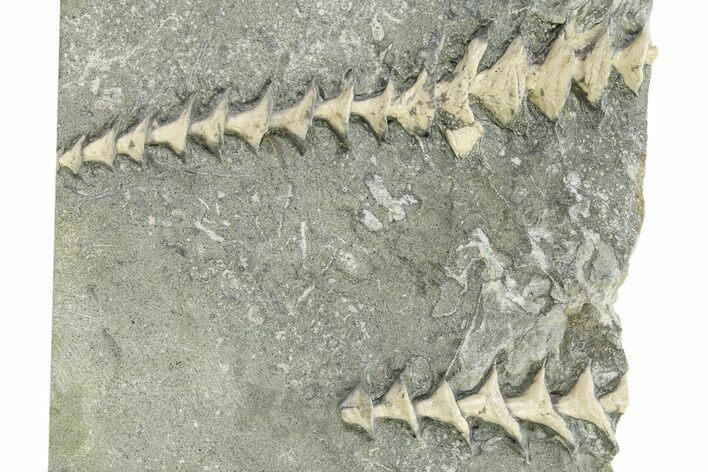 Two Archimedes Screw Bryozoan Fossils - Illinois #325661